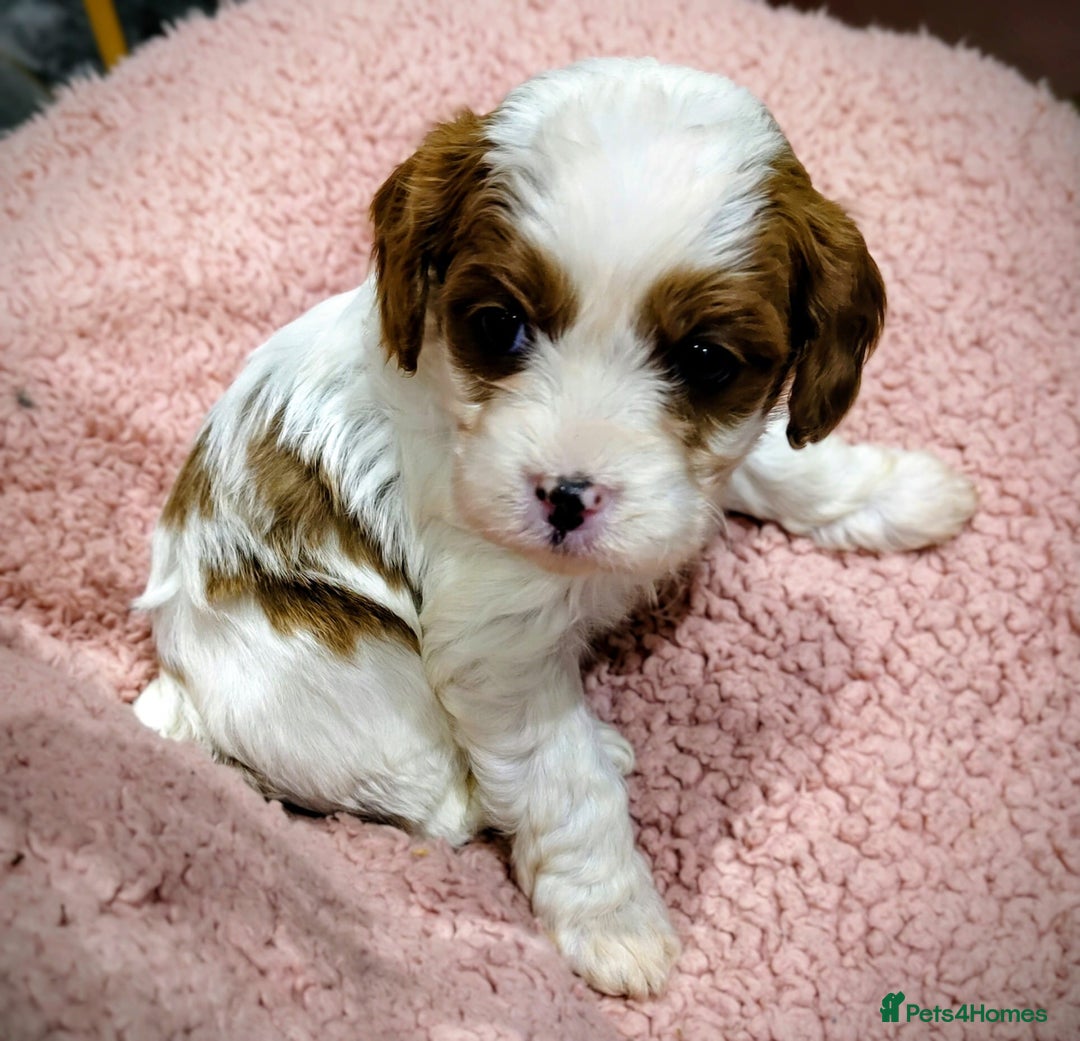 Cavapoo dogs for sale: Amazing quality cavapo litter  - Advert 10