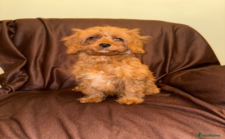 Cavapoo dogs in Dudley - Advert 2