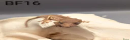 Gecko reptiles for sale: Red Lily White Crested Gecko CB25  - Advert 2