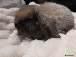 Mini Lop rabbits Mini lop buck available, female has been reserved - Advert 13