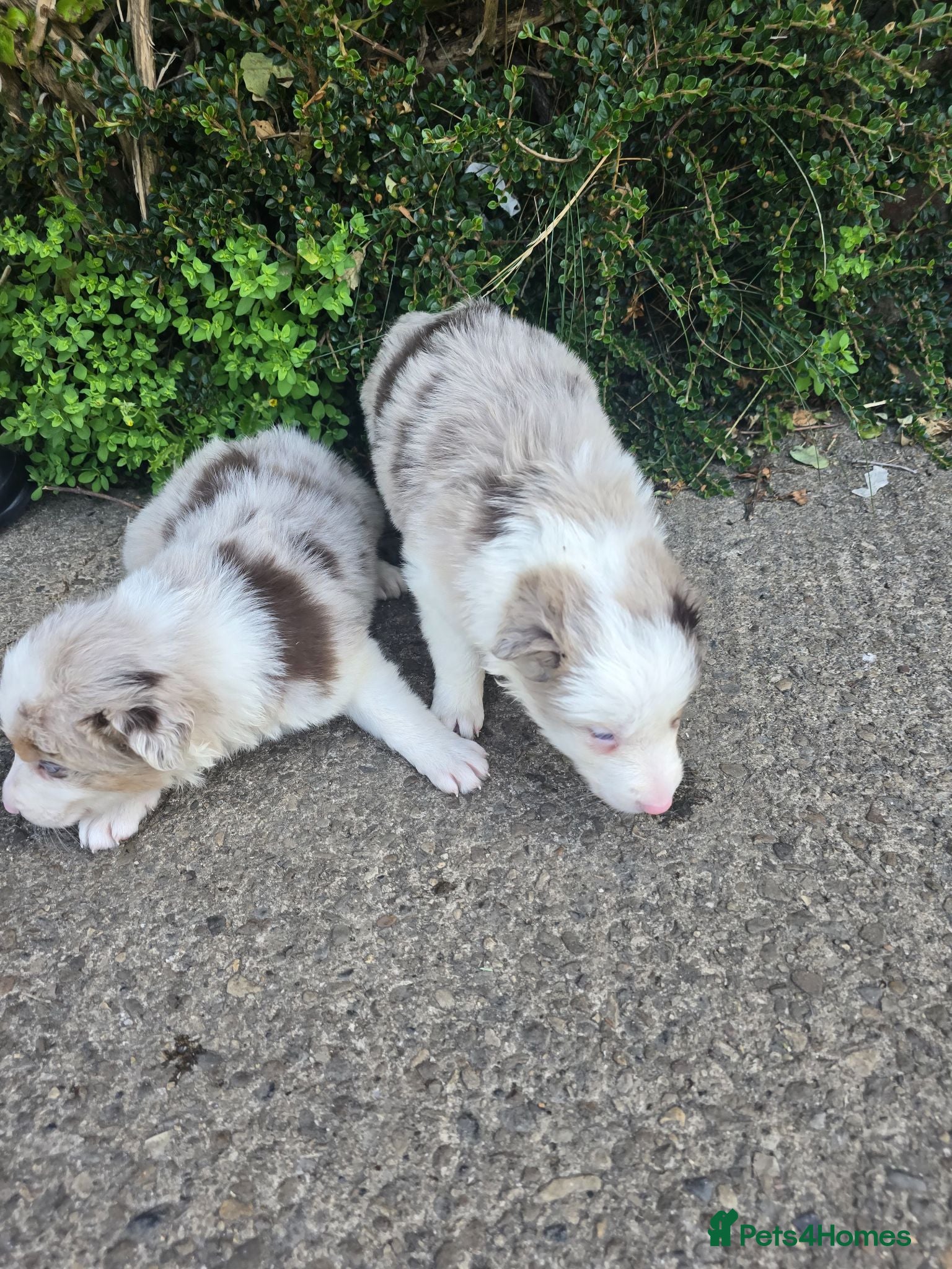 Border Collie dogs Beautiful litter of Border Collies - Advert 1