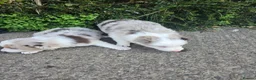 Border Collie dogs for sale: Beautiful litter of Border Collies - Advert 1
