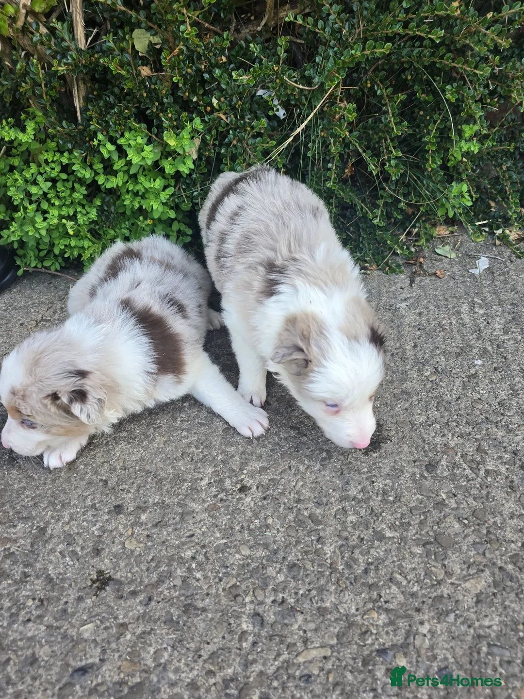 Border Collie dogs for sale: Beautiful litter of Border Collies - Advert 1