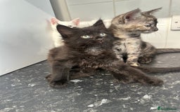 British Longhair cats for sale: 5 kittens available  - Image 6