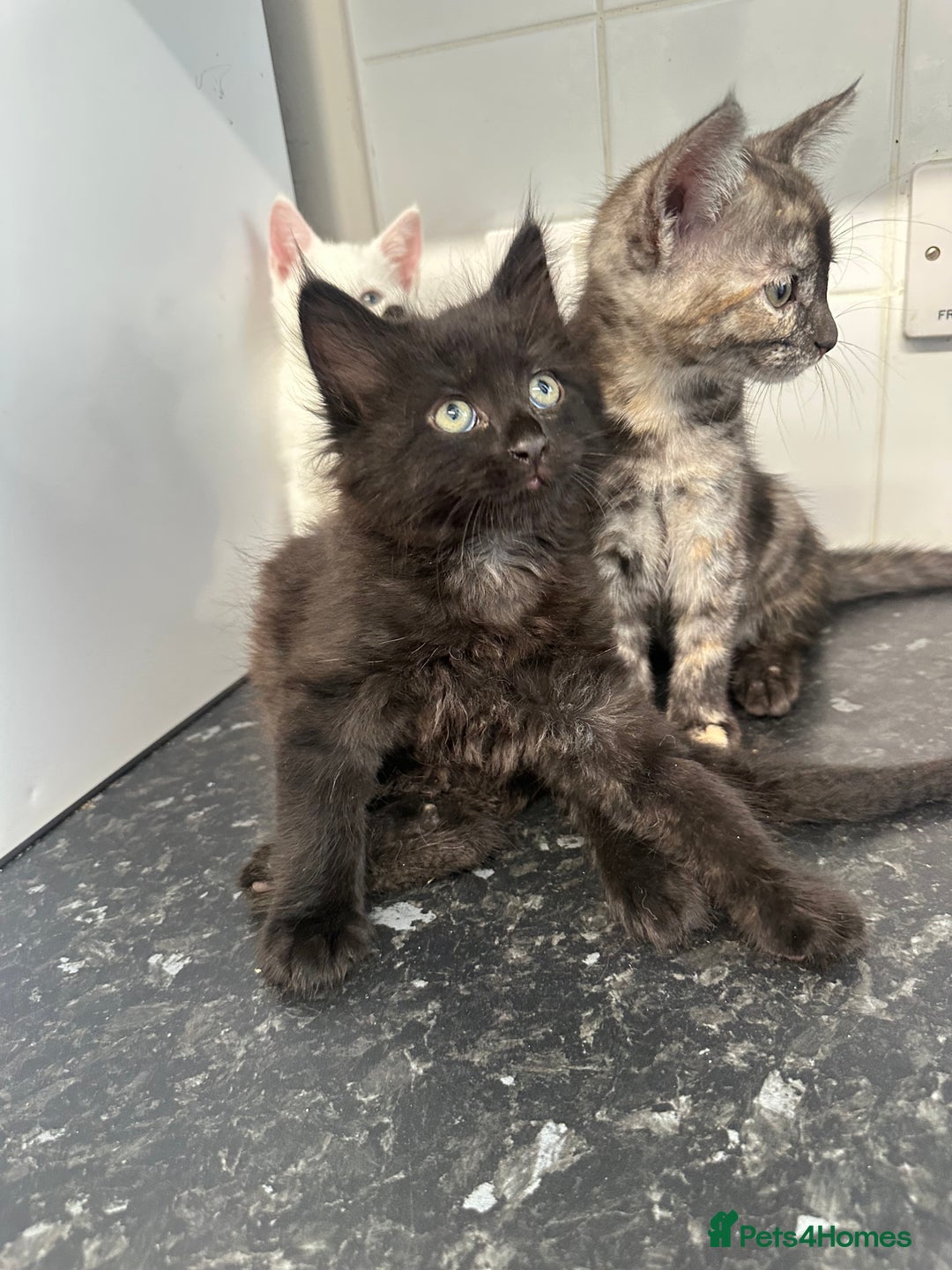 British Longhair cats for sale: 5 kittens available  - Image 6