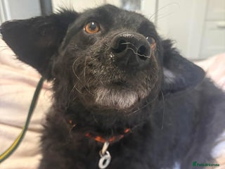 Mixed Breed dogs Dagry - Norwich Norfolk - Advert 1