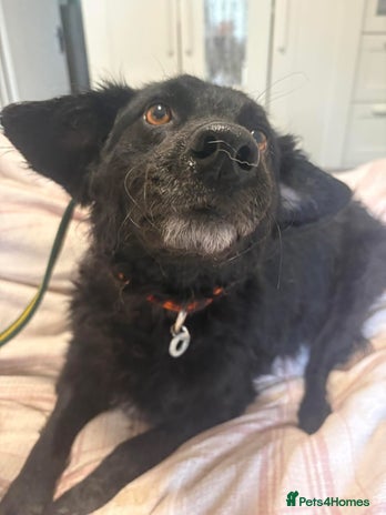 Mixed Breed dogs Dagry - Norwich Norfolk - Advert 2