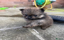 Pomchi dogs for sale: One girl and one boy left  - Image 5