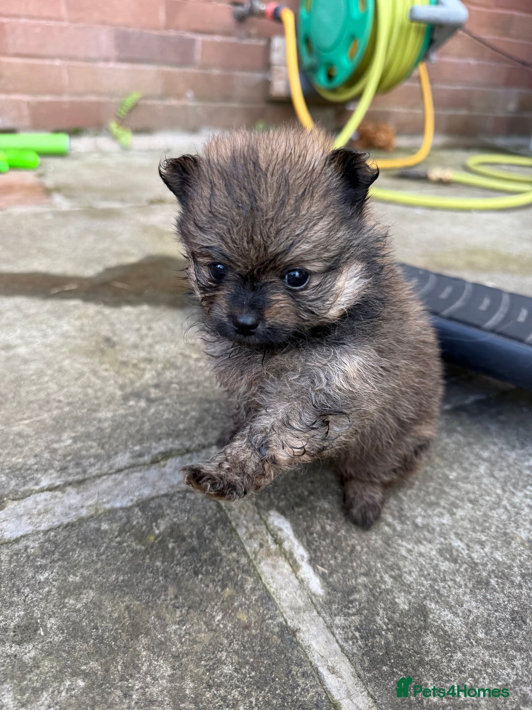 Pomchi dogs for sale: One girl and one boy left  - Image 5