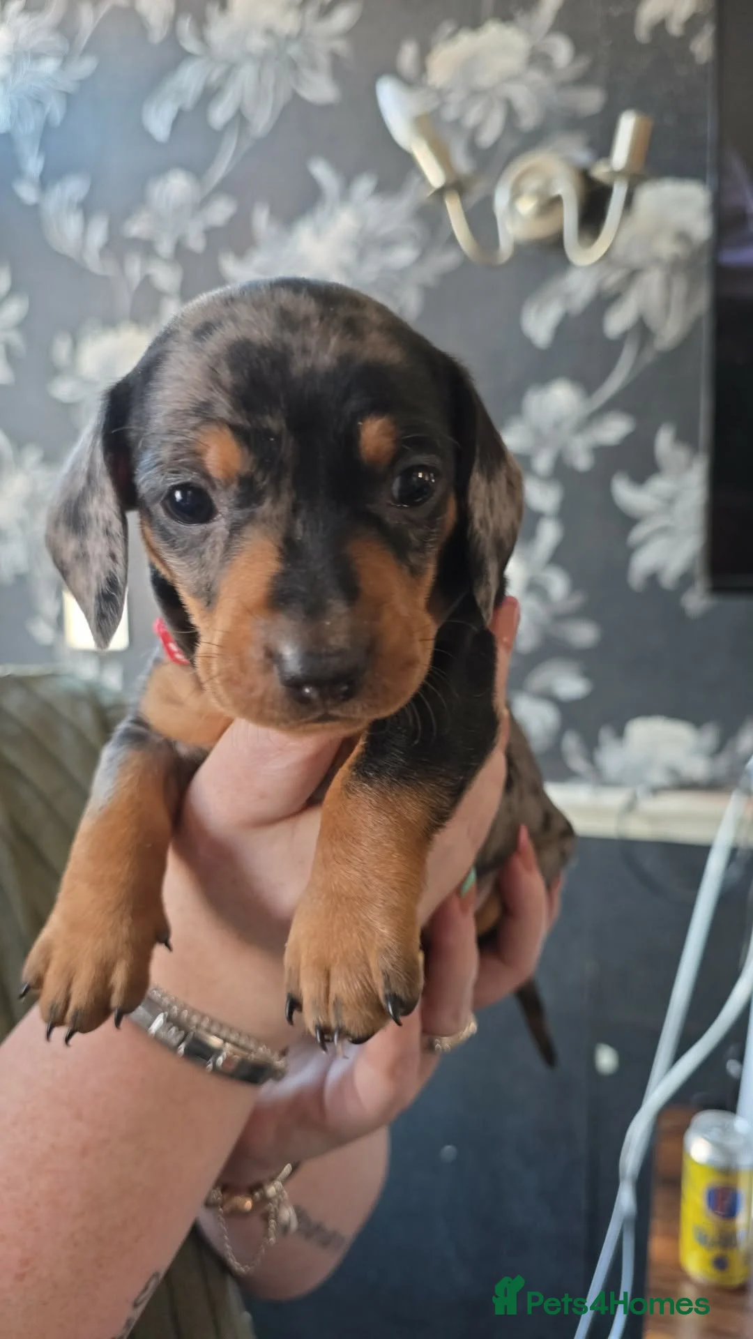 Miniature Dachshund dogs for sale: Gorgeous miniature dachshunds for sale - Advert 2