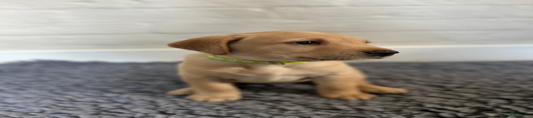 Labrador Retriever Yellow Female (Neon Collar)