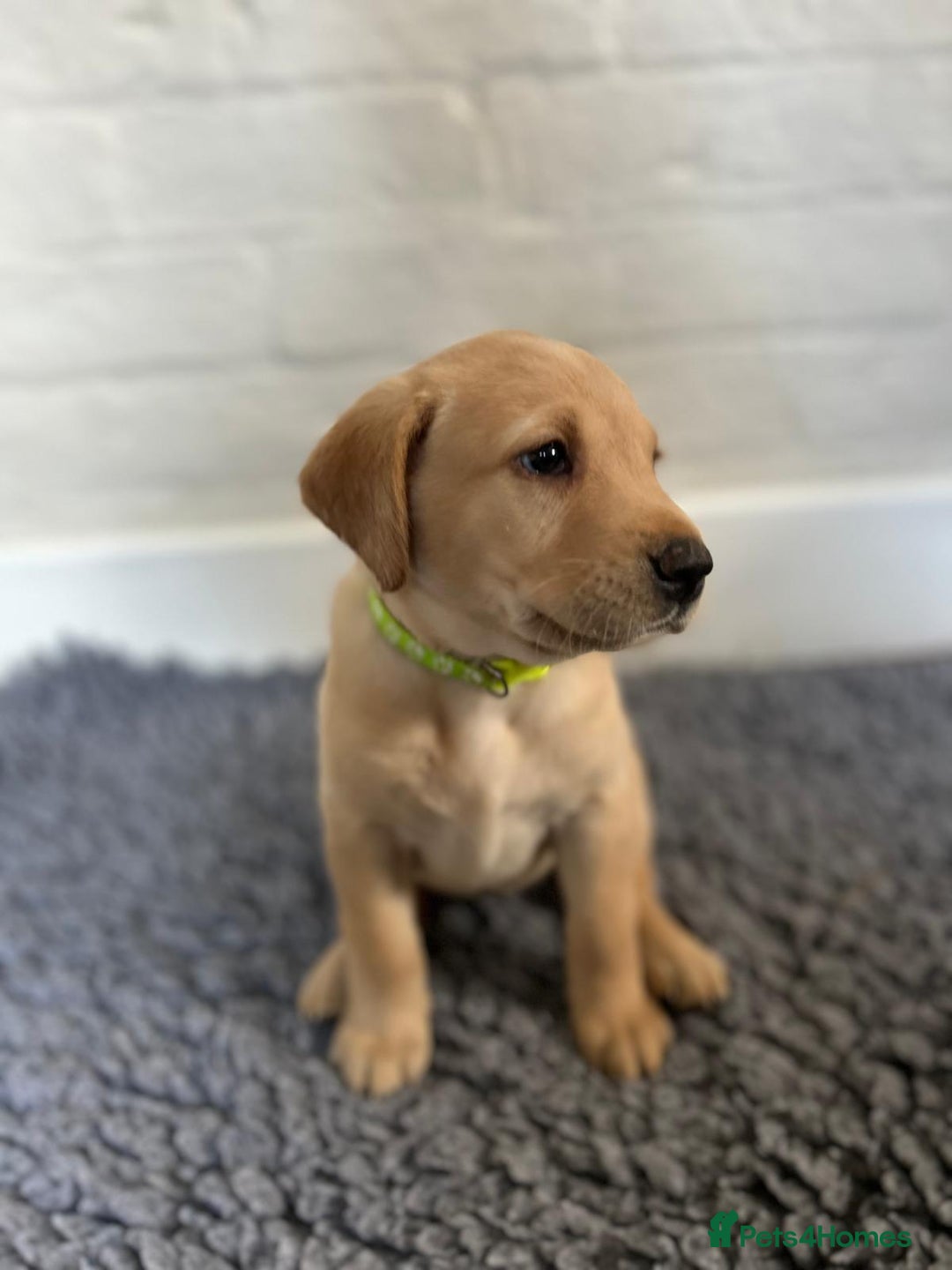 Labrador Retriever dogs for sale: Labrador Retriever – KC Registered - Image 10