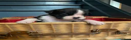 Boxer dogs for sale: Boxer KC puppies  - Advert 18