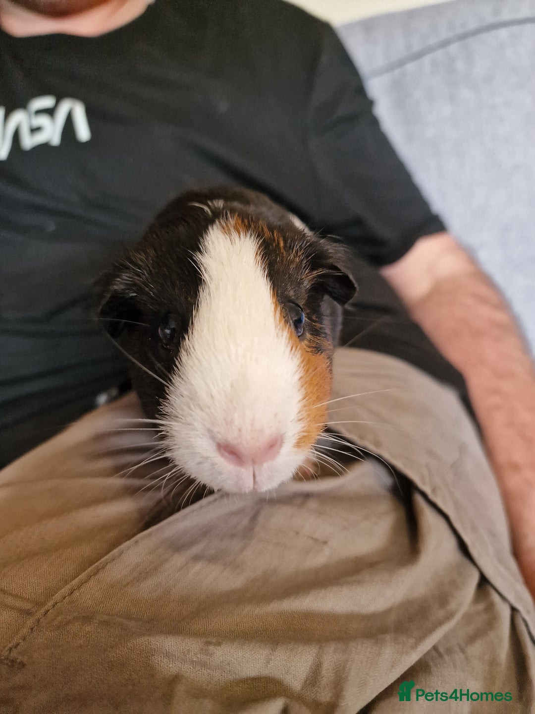 Guinea Pig rodents for sale: Guinea pigs - Image 3