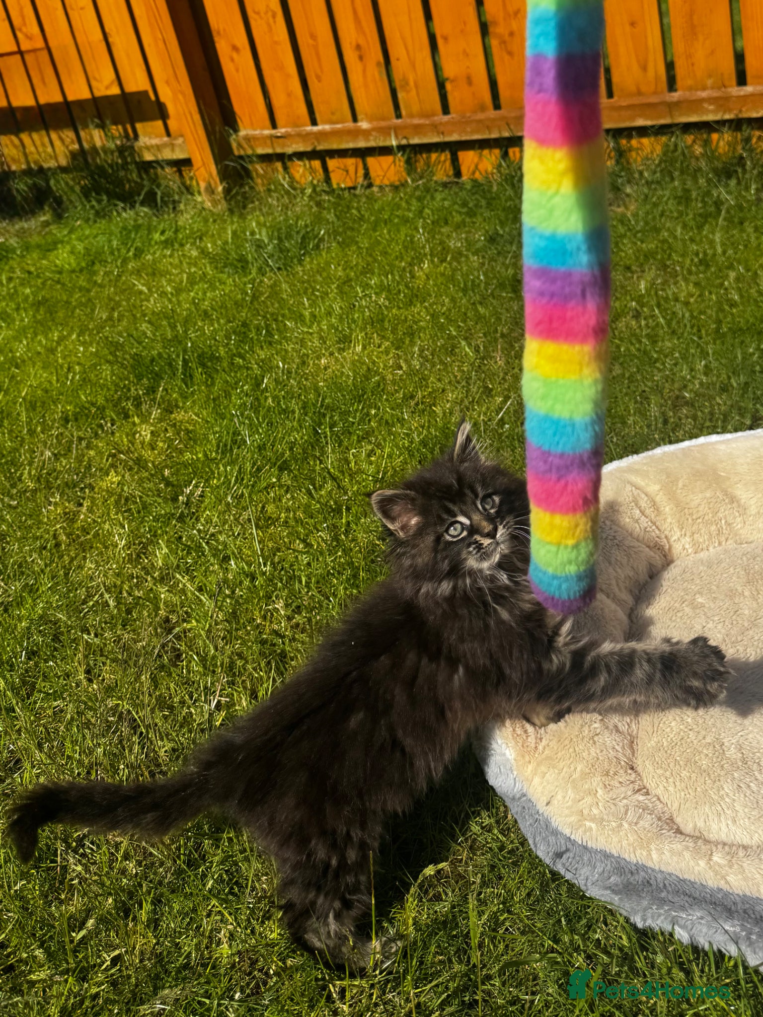 Maine Coon cats for sale: Pedigree Maine Coon Male Kitten in Newtownards - Advert 9