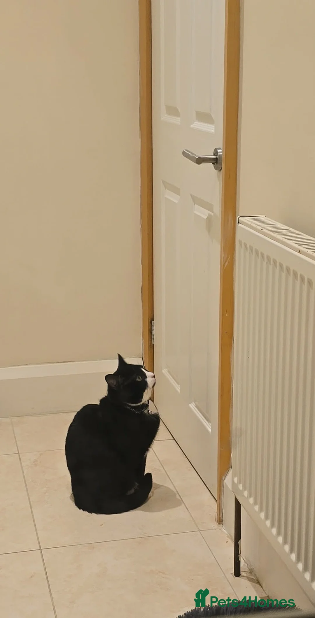 Mixed Breed cats for sale: Male Tuxedo for rehome - Advert 3