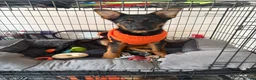 German Shepherd dogs for sale: Unrelated male and female German shepherds - Advert 4