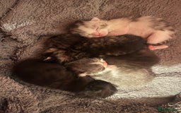 Ragdoll cats for sale: Ragdoll x tabby kittens - Image 8