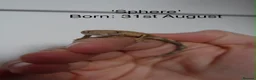Mixed Breed rabbits for sale: Baby crested geckos for sale - Advert 1