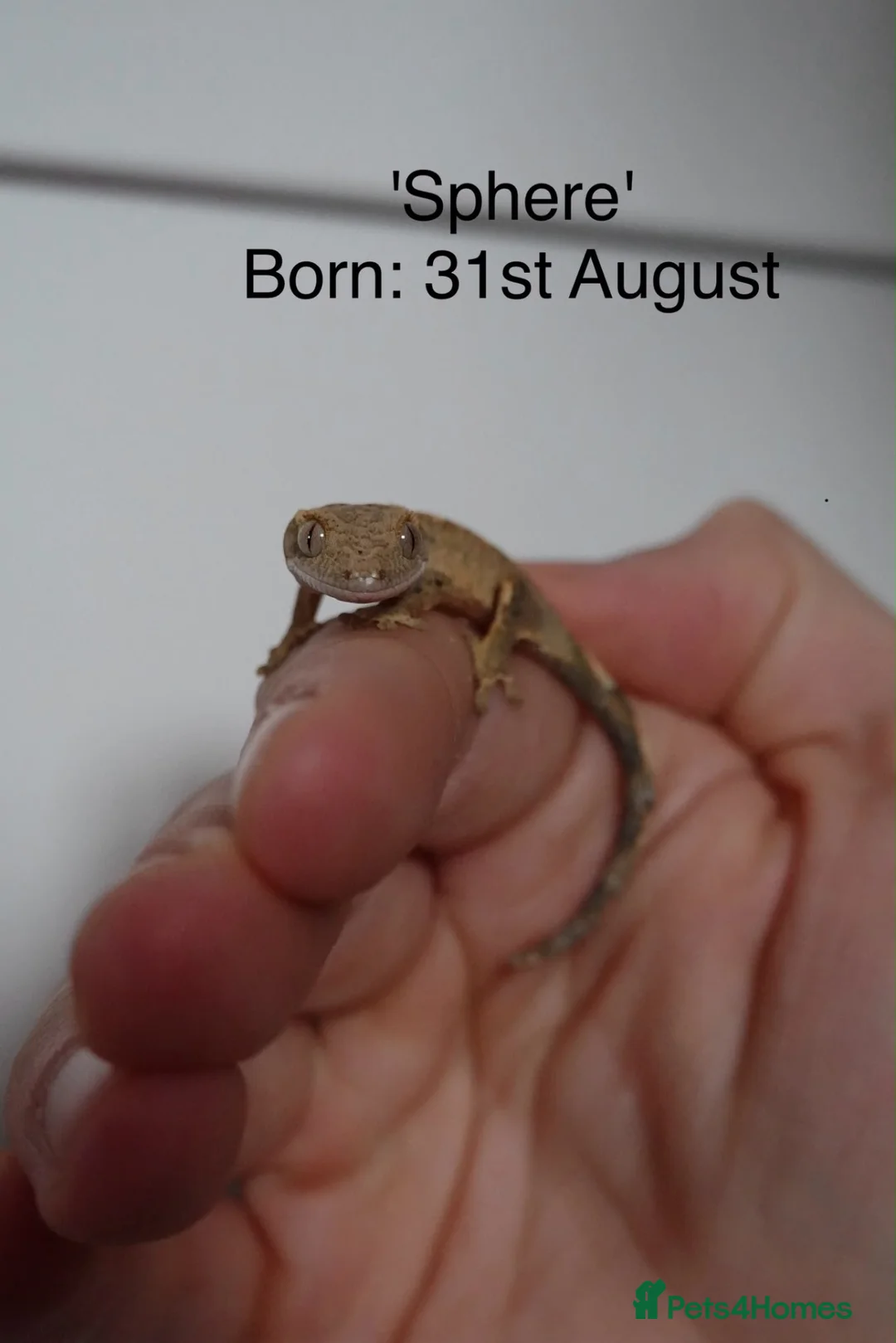 Mixed Breed rabbits for sale: Baby crested geckos for sale - Advert 1