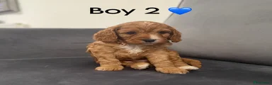 Cavapoo Puppy 2