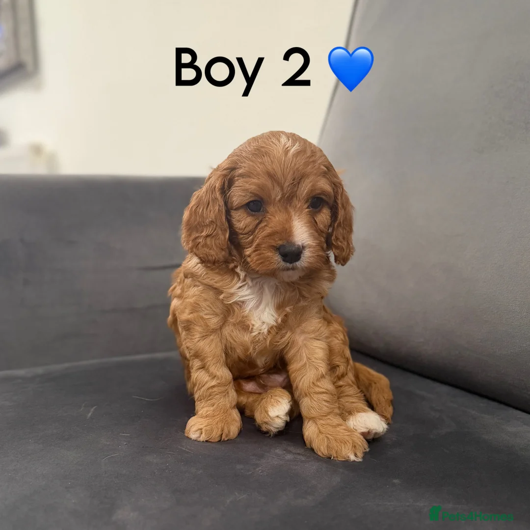 Cavapoo dogs for sale: Beautiful Cavapoo puppies - Advert 8