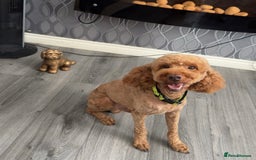 Cockapoo dogs for stud: 🐾 STUD DOG AVAILABLE – Meet Koda 🐾 - Image 6