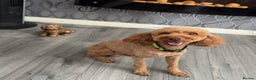 Cockapoo dogs for stud: 🐾 STUD DOG AVAILABLE – Meet Koda 🐾 - Advert 6