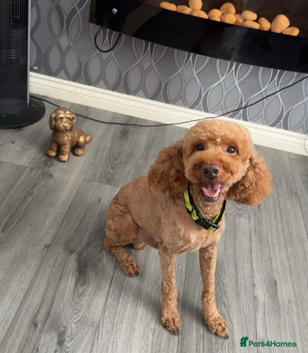 Cockapoo dogs for stud: 🐾 STUD DOG AVAILABLE – Meet Koda 🐾 - Image 6