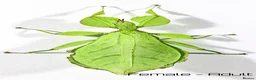 Stick Insects invertebrates for sale: Two mixed colour nymphs Phyllium Leaf insects - Advert 5