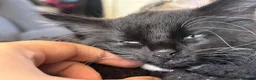 Mixed Breed cats for sale: Stunning kittens for sale in Bognor Regis - Advert 3