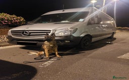 Belgian Shepherd Dog dogs for sale: Stunning Belgian Mali Pups - Image 7