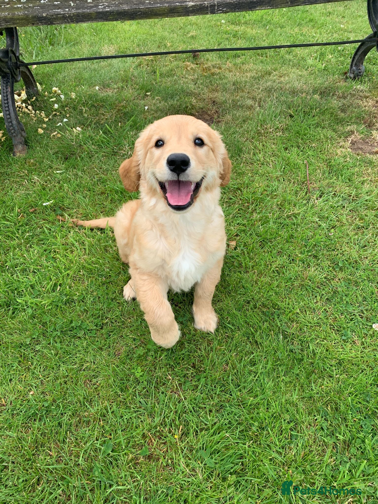 Golden Retriever dogs GOLDEN RETRIEVER PUPPY GIRL - Advert 1