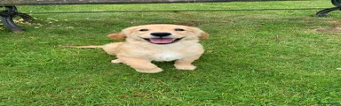 Golden Retriever 1