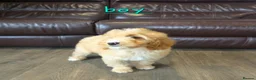 Cavapoo dogs for sale: 5 Adorable F1B Cavapoo puppies for sale 🐾🩷  - Advert 2