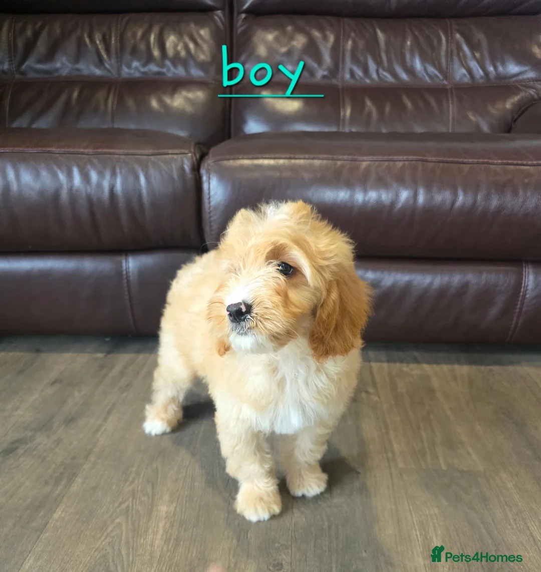 Cavapoo dogs for sale: 5 Adorable F1B Cavapoo puppies for sale 🐾🩷  - Advert 2