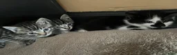 Mixed Breed cats for sale: 2 male & 2 Female kittens  - Advert 4