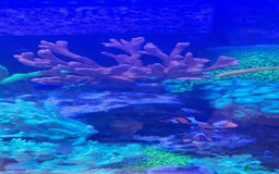 Other/Mixed Breed fish for sale: Beautiful mature reeftank - Image 4