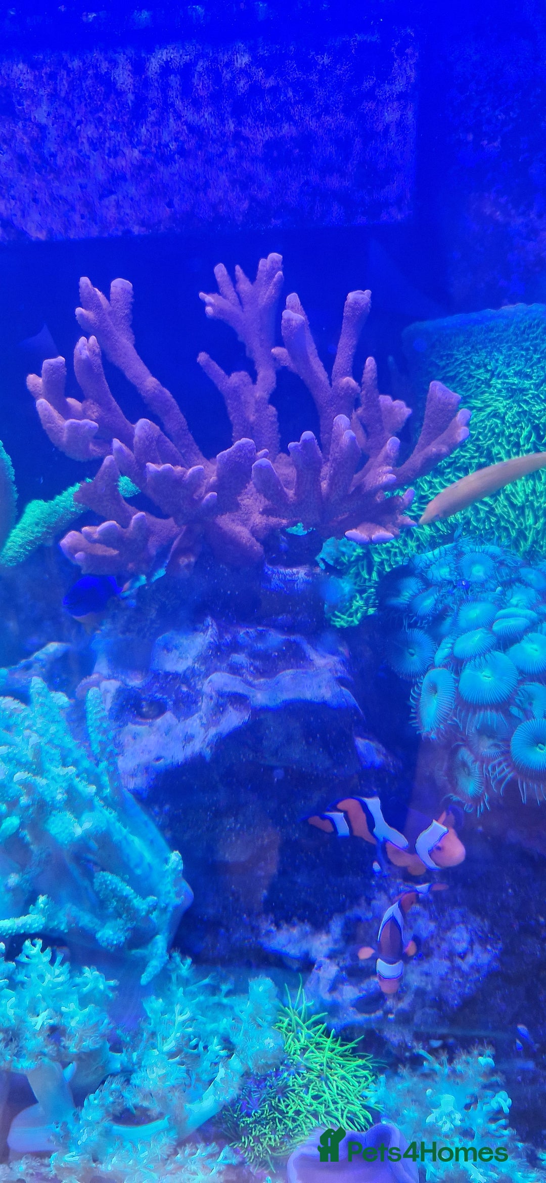 Other/Mixed Breed fish for sale: Beautiful mature reeftank - Image 4