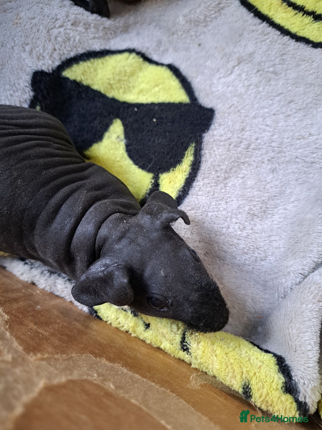 Guinea Pig rodents for sale: Baby Male Skinny Pigs For Sale  - Image 5