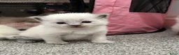 Ragdoll cats for sale: Pure blue point ragdolls  - Advert 4