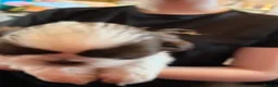 Shih Tzu dogs for sale: Adorable Shih Tzu puppies - Advert 16