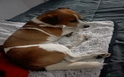 Jack Russell dogs for stud: A beautiful good natured boy - Image 5
