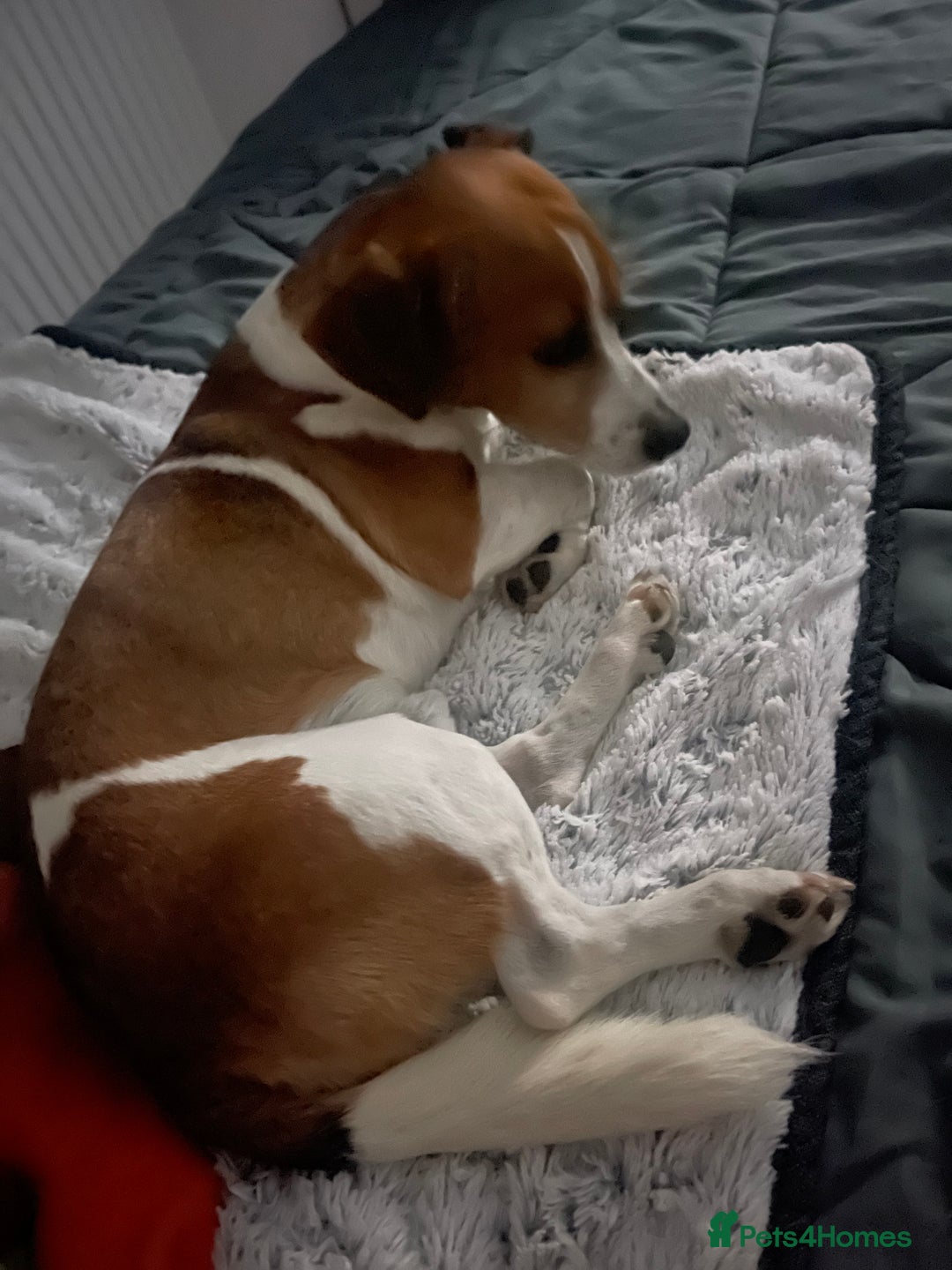 Jack Russell dogs for stud: A beautiful good natured boy - Image 5