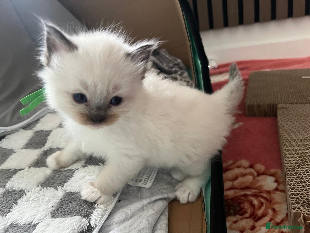 Ragdoll cats for sale: Beautiful Ragdoll Kittens, GCCF & Tica Registered - Image 24