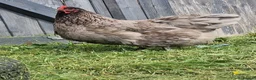 Chickens poultry for sale: Blue Jersey Giant hatching eggs - Advert 6