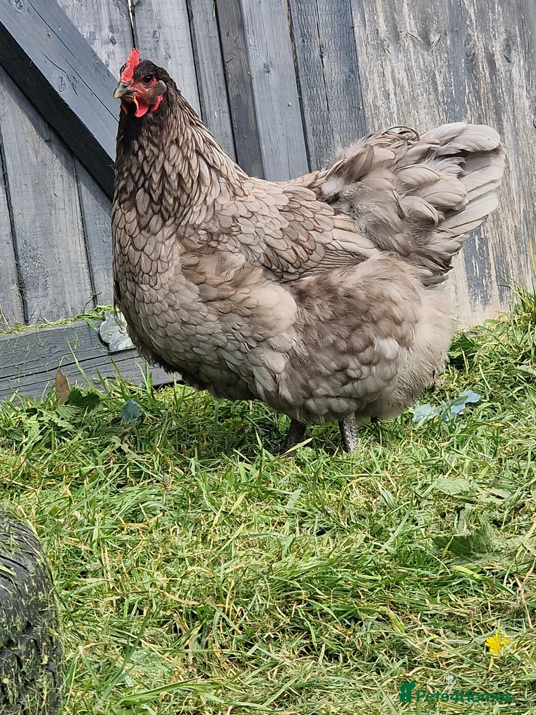 Chickens poultry for sale: Blue Jersey Giant hatching eggs - Advert 6