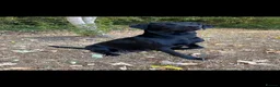 Labrador Retriever dogs for sale: Health Tested KC Labrador Pups in Scarborough - Advert 1