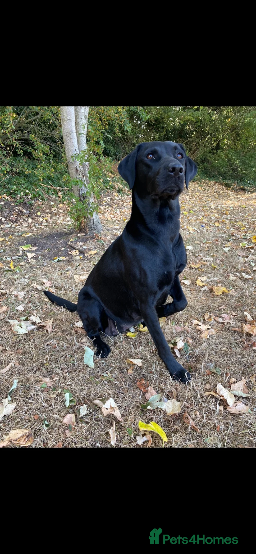 Labrador Retriever dogs for sale: Health Tested KC Labrador Pups in Scarborough - Advert 1