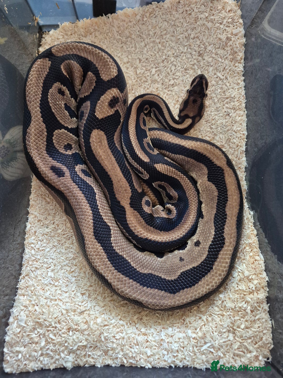 Python Snake reptiles for sale: Male Royal Pythons - Advert 2